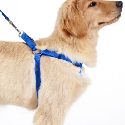 Personalized Pet Harness