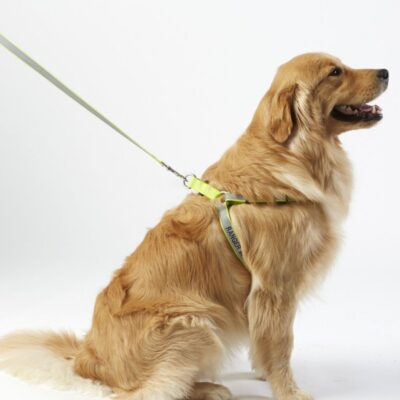 Personalized Reflective Pet Harness